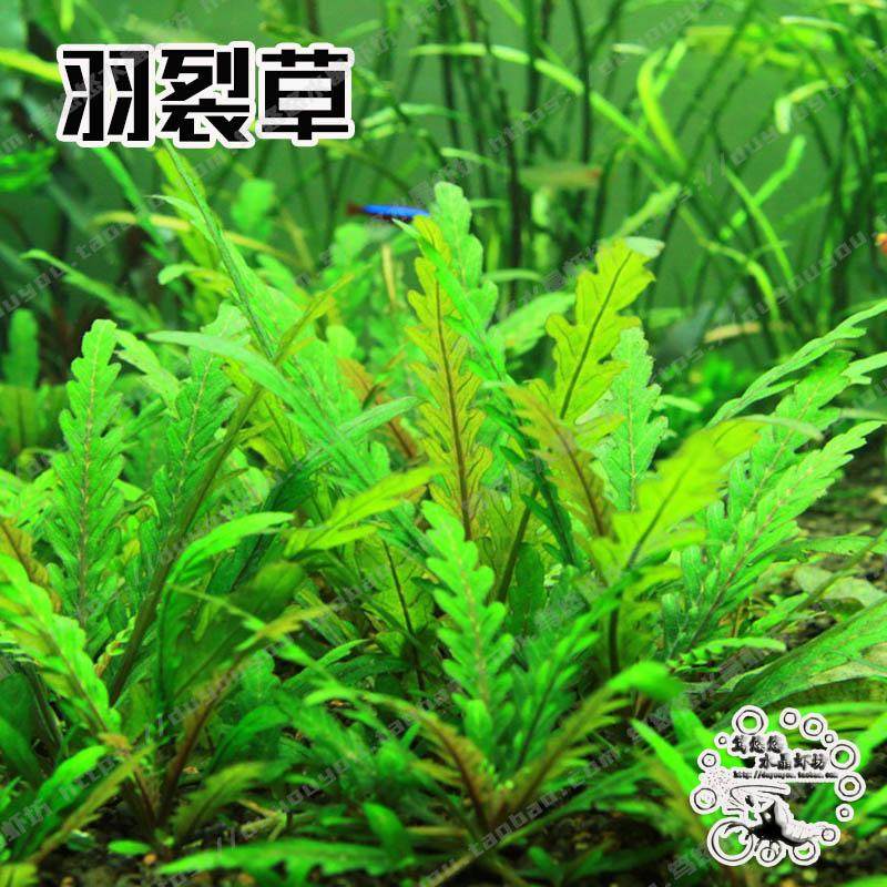 鱼缸草缸造景中后景羽裂水蓑衣雨裂水蓑衣锯齿艳柳活体水草水下叶