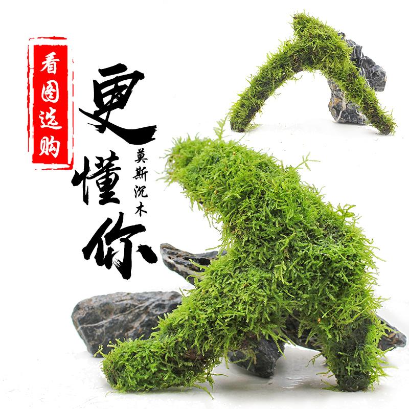 鱼缸造景大三角莫斯水草沉木一体懒人阴性新手淡水植物活装饰布景