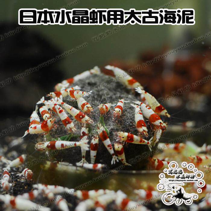 日本虾天太古海泥红蜂太古泥100g以上整块水晶虾开缸补矿物质包邮