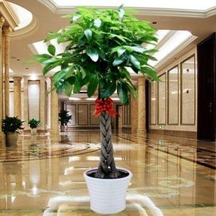 常青办公室招财小盆栽花卉 发财树盆栽植物室内客厅绿植小盆景四季