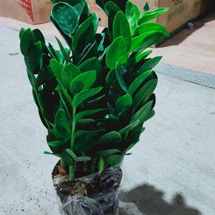 金钱树特价盆栽圆叶金钱树室内办公室客厅钱串子四季常青观叶绿植