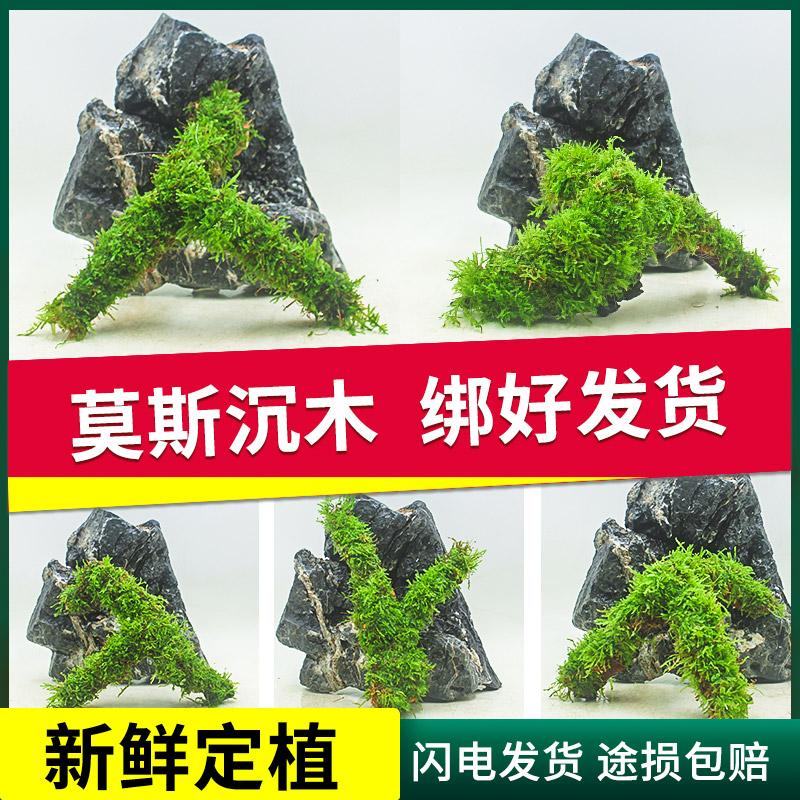 莫斯沉木水草活体植物鱼缸造景沉木大三角莫斯树造景木小树根包邮