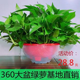 大盆绿萝长藤垂吊盆栽室内新房家用客厅吸甲酫净化空气大叶水培