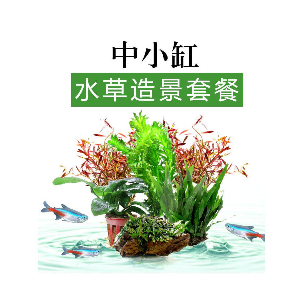 水草缸造景水草套餐新手好养莫斯水榕蜈蚣草鱼缸中后景前景真水草