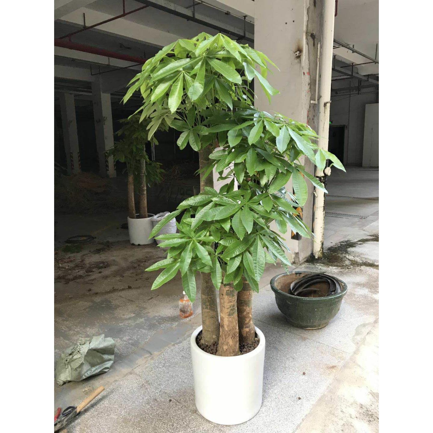 发财树盆栽室内好养大型招财树绿植物客厅办公室开业花卉盆景甲醛