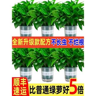 绿萝盆栽室内植物客厅净化空气家用吸除甲醛绿箩吊兰花卉绿植