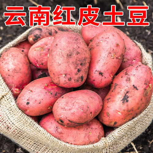 【正宗云南土豆】红皮黄心现挖