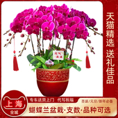 蝴蝶兰盆栽带花上海同城配送元 旦年宵花开业乔迁庆典高档鲜花盆景