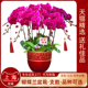 蝴蝶兰盆栽带花上海同城配送元 旦年宵花开业乔迁庆典高档鲜花盆景