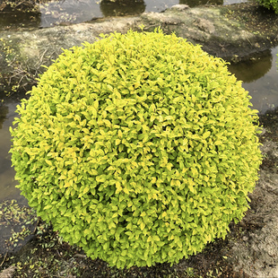 亮晶女贞球棒棒糖造型树塔形花镜枝条植物彩色小苗盆栽庭院别墅