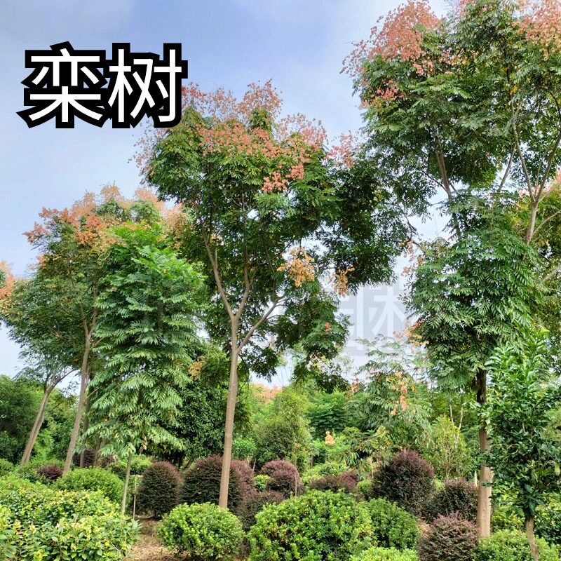 栾树大树苗黄山栾树北京庭院工程行道树大型绿花盆栽风景耐寒耐热
