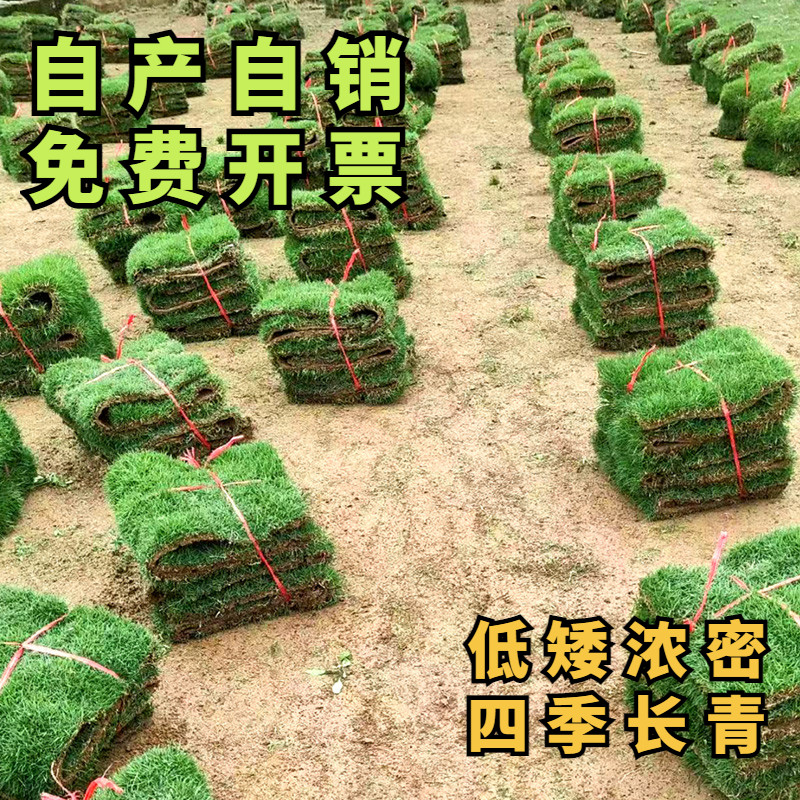 马尼拉草坪草皮百慕大草皮果岭草青果岭台湾草兰引三号园林绿化