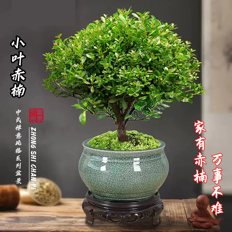 小叶赤楠老桩苗紫檀微景观水培办公室四季好养金丝楠木绿植盆栽微