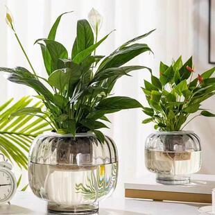 水培器皿创意玻璃花盆水培植物白掌火鹤花黄金葛大号花瓶烟灰插花
