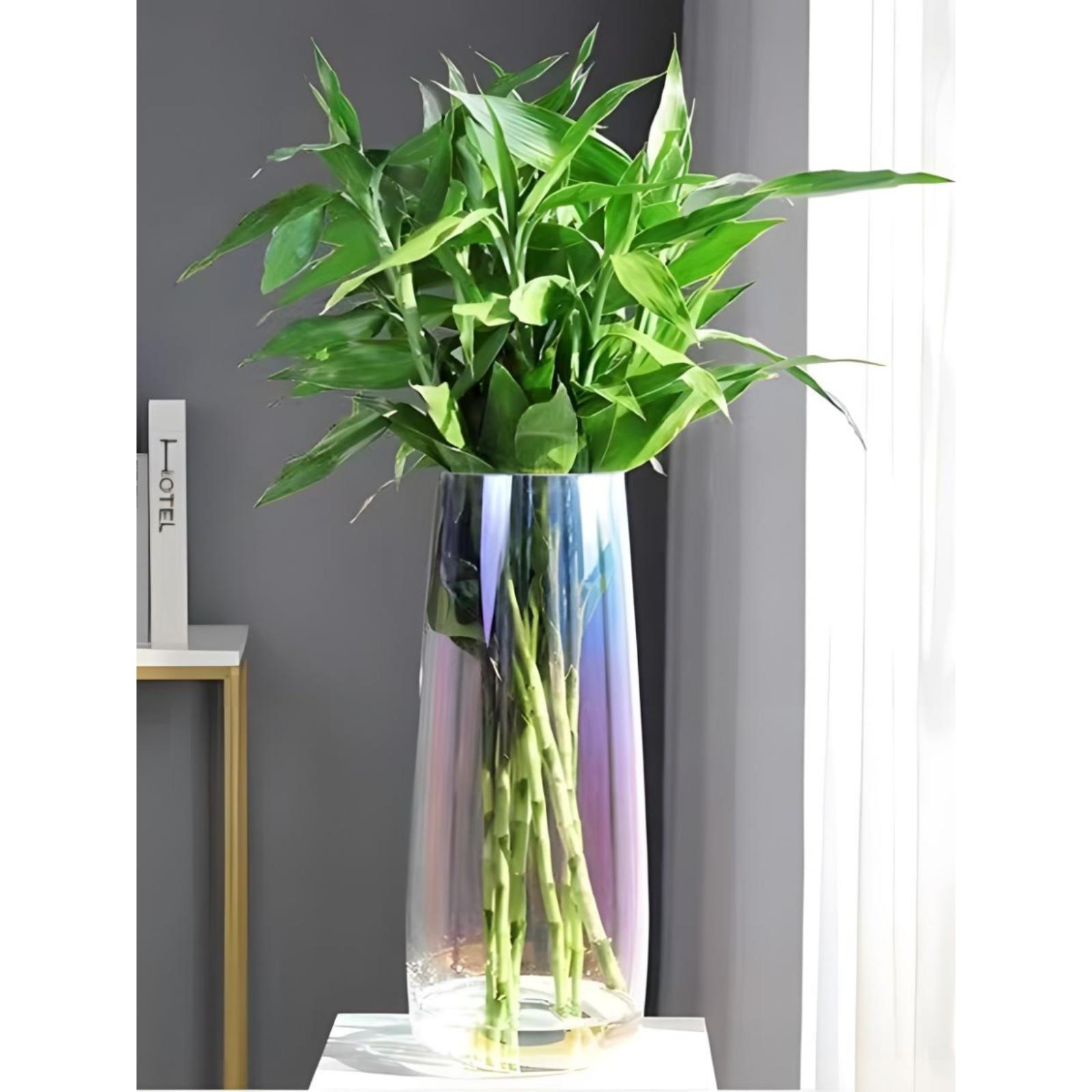 特大多色富贵竹专用|生活玻璃花瓶插花醒花养竹子水竹转运竹网红