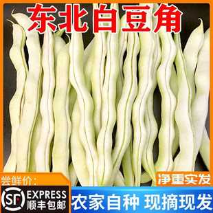 东北白豆角 新鲜蔬菜农家白不老芸豆白大架豆角四季豆现摘5斤包邮