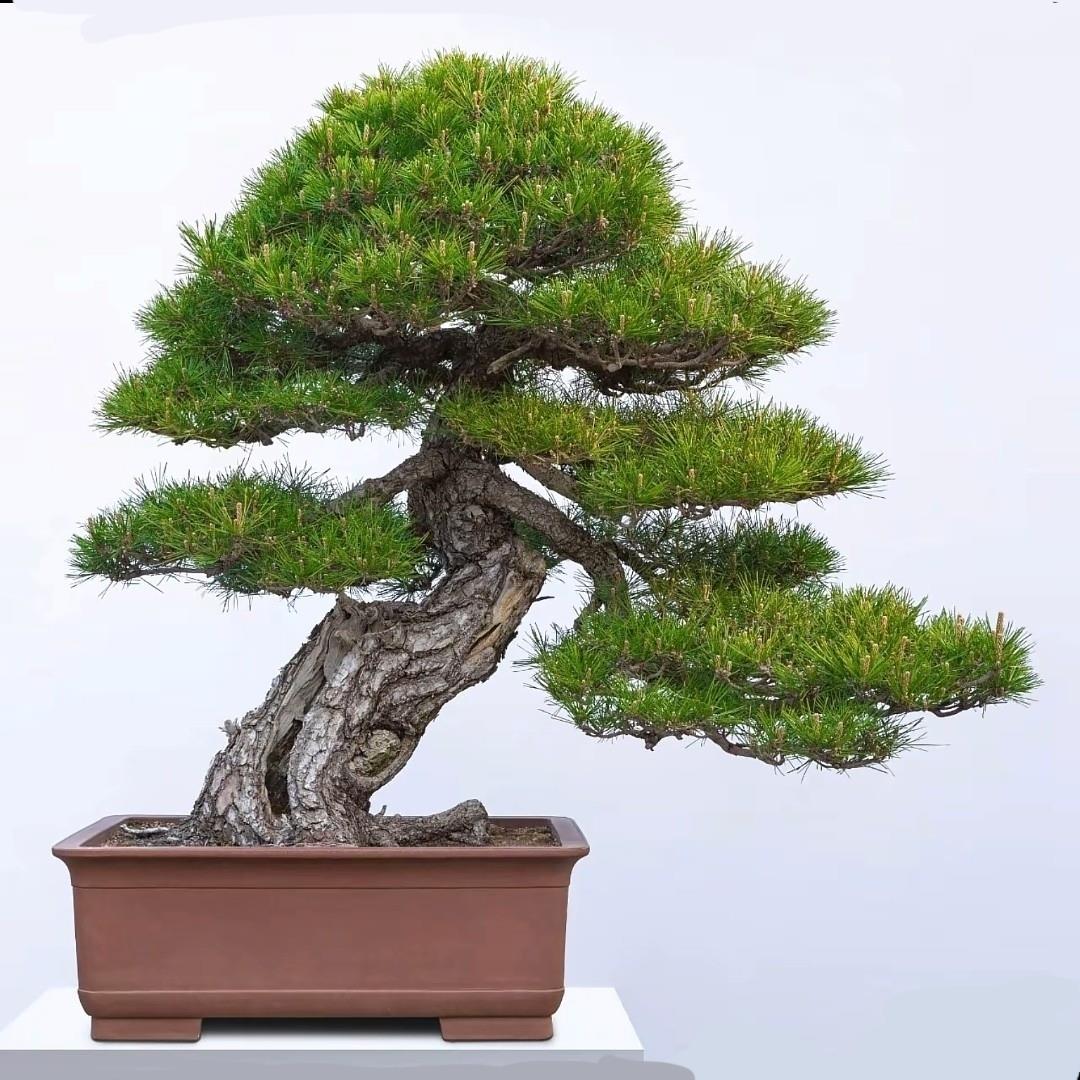 盆栽客厅罗汉松室内外摆放四季常青红芽珍珠植物老桩迎客松盆景