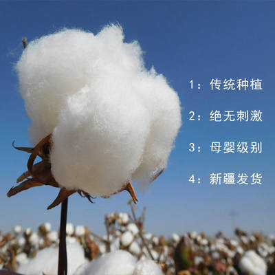 新疆棉花散装一级长绒棉精梳棉宝宝幼儿园儿童棉被新棉衣填充物