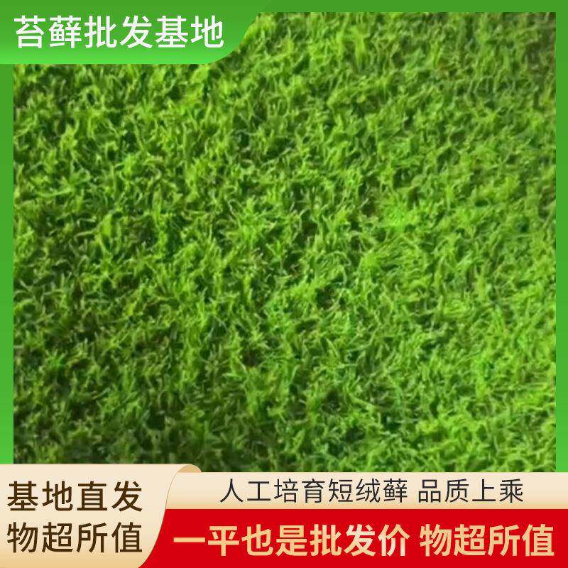 培育短绒藓苔藓微景观植物假山水陆缸雨林造景盆景青苔铺面
