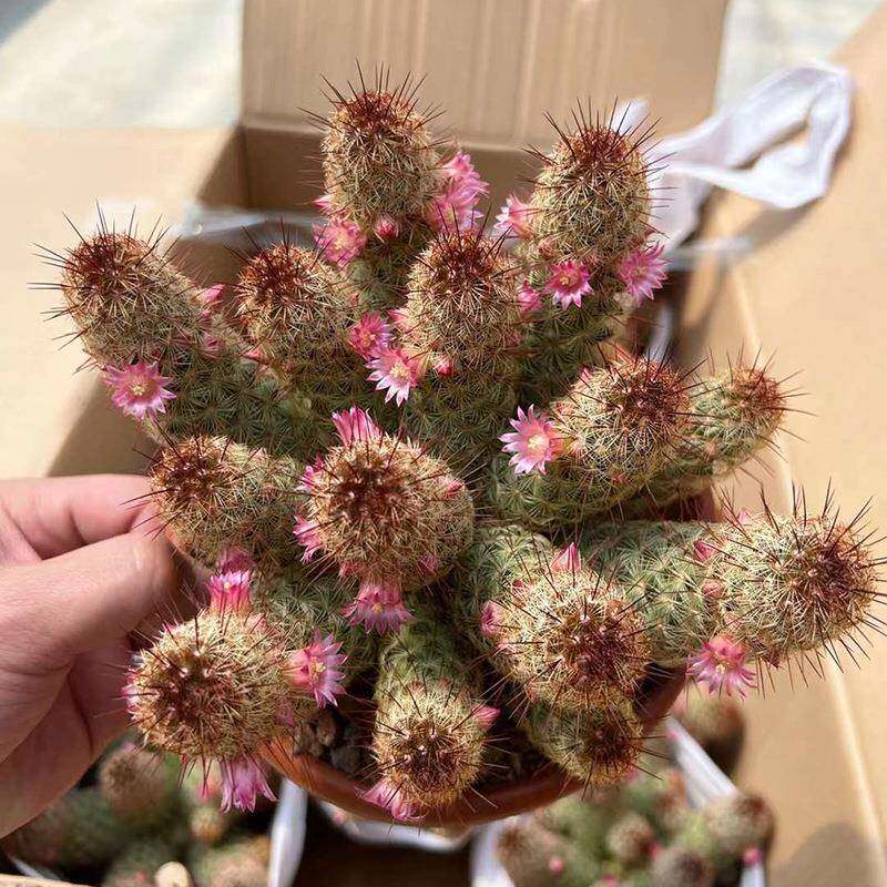 家居花卉植物盆栽花卉绿植仙人球植物精品红糖玉