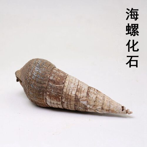 海螺螺化石原石腹足化石海洋螺化石马达加斯加化石摆件品名不详细