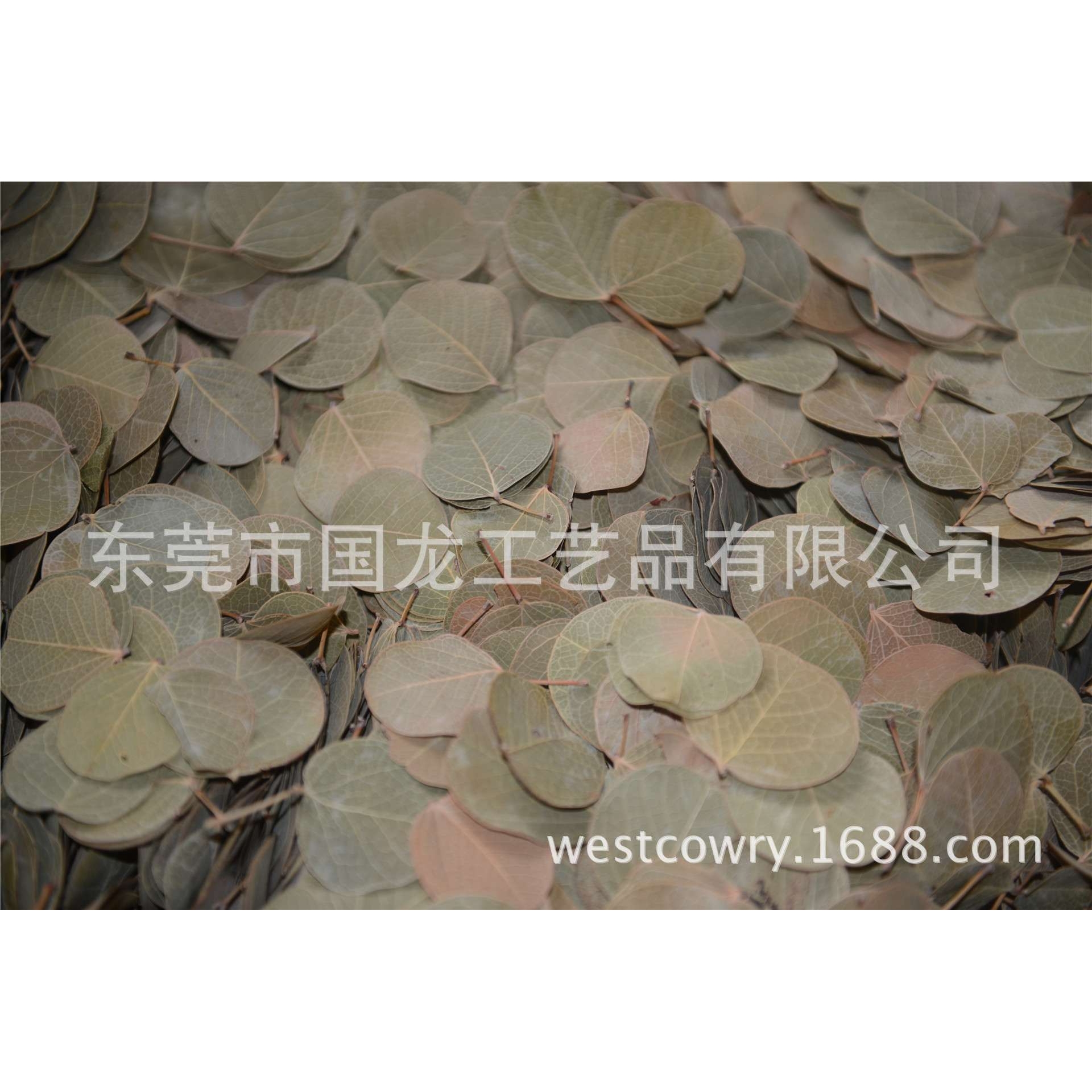 国外小圆叶 天然树叶 干树叶 永生草 国外干花材