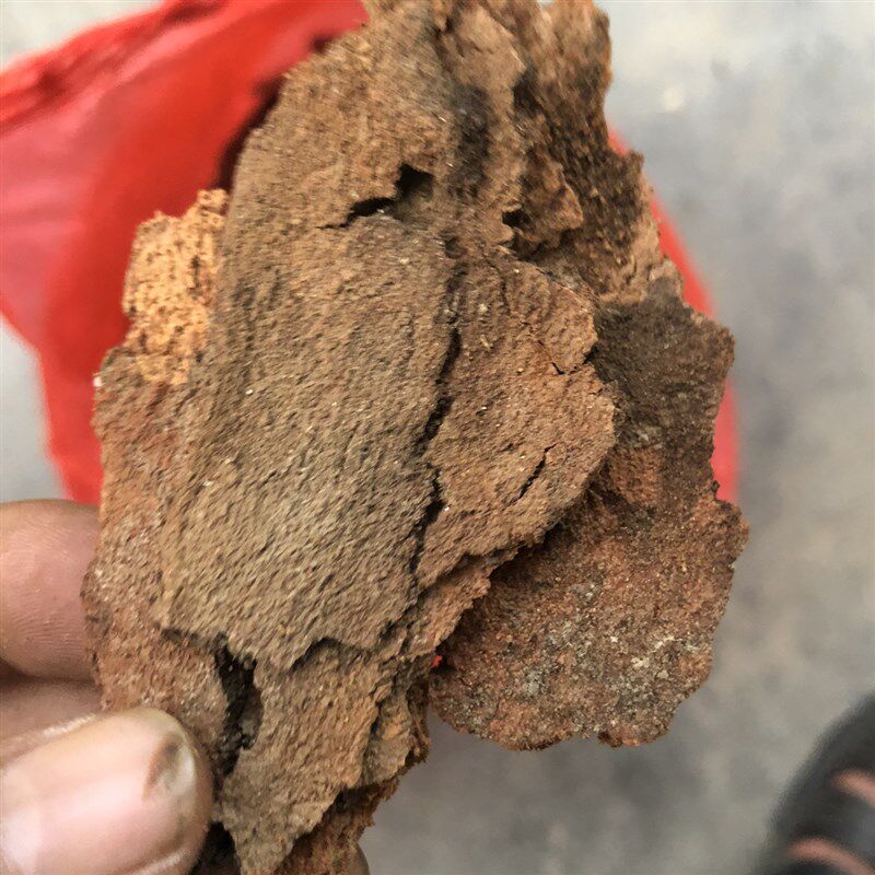 厂家天然新鲜药h用桉树皮 大叶桉树 原中药材桉树 新鲜品 1件500