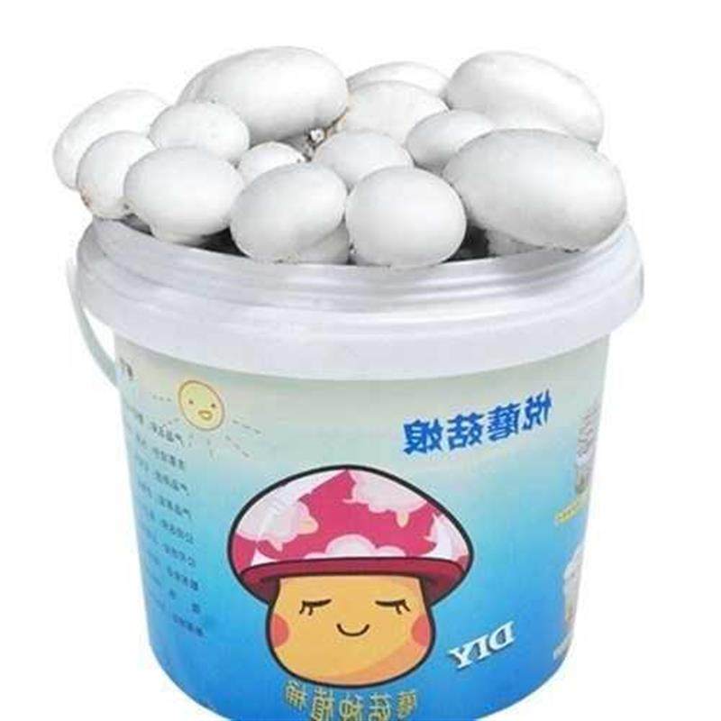 双孢菇蘑菇菌包食用菌包菌棒菇阳台蘑菇菌包种植
