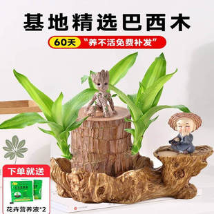 巴西木幸运木开花适合水养的花办公室绿植桌面好养家里盆栽植物