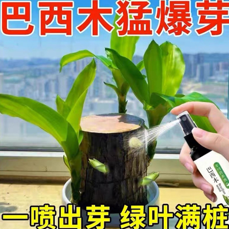 巴西木营养液专业型养花肥料幸运木水培水养植物肥料家用盆栽通用