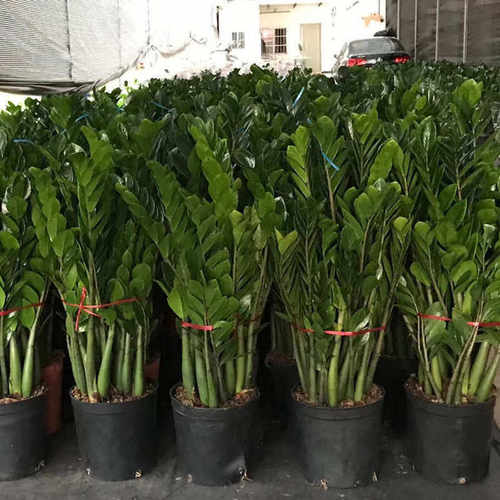 好货金钱树盆栽植物室内大绿植钱串子招财客厅四季常青发财树盆景
