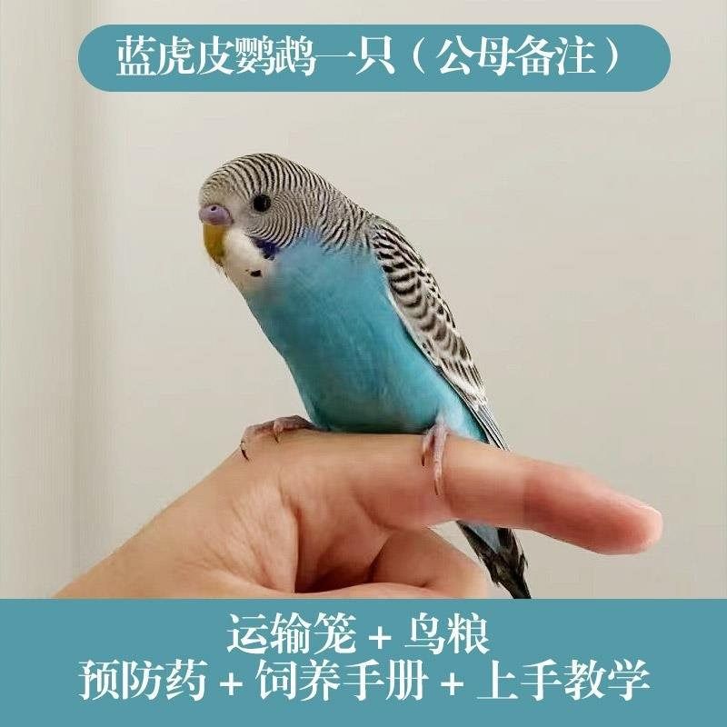 速发鹦鹉活鸟说话虎皮手养鸟活物小型好养适合懒人小孩子能养的,宠物/宠物食品及用品,鸟笼,淘宝优惠券,粉丝福利购,淘宝优惠卷