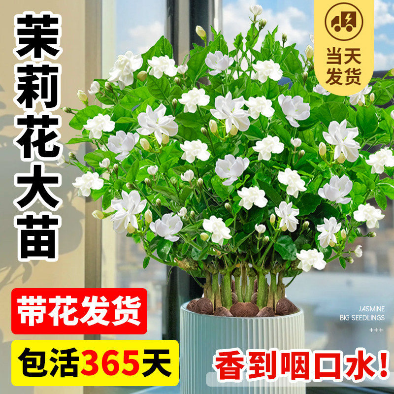 速发茉莉水盆栽四季开花大苗带花苞花卉室内植物花花子花盆栽栀培