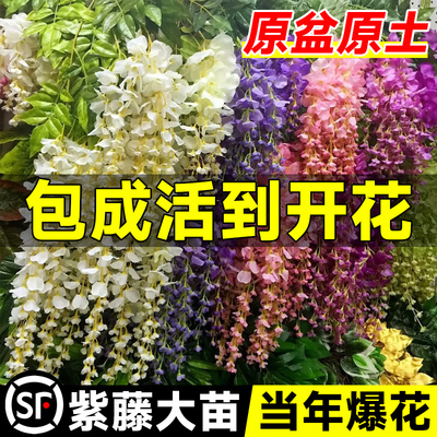 速发四季紫藤花苗爬藤植物紫老萝藤爬庭院条墙藤桩四季开花卉盆栽
