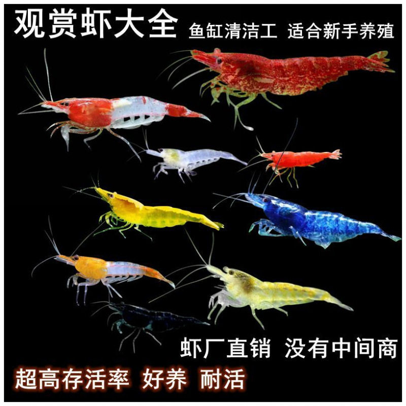 观赏虾大号淡水耐活小型观赏鱼混养虾除藻黑壳新手