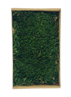 大灰藓新款永生苔藓植被藓仿真植物墙背景墙苔藓墙永生花材假苔藓
