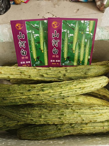 老品种山河白旱黄瓜种子