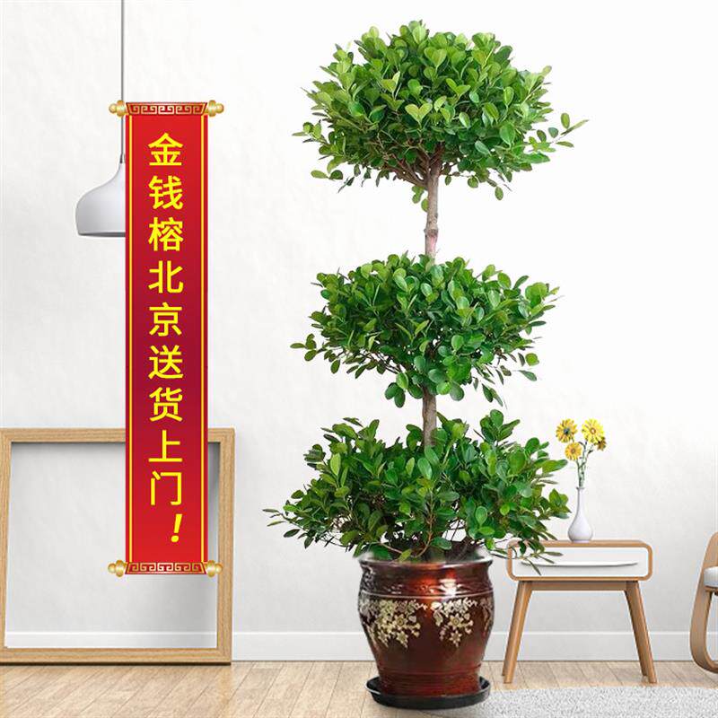 榕三层榕摇钱树北京绿植租摆室内大型盆栽开业乔迁喜光好养花
