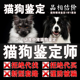 猫狗鉴定师狗品种鉴定狗品相鉴定狗估价猫品种鉴定猫品相鉴定估价