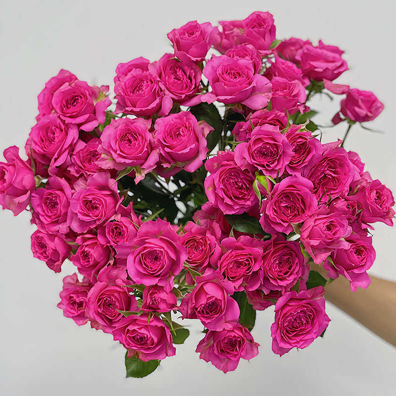 新鲜多头玫瑰鲜花狂欢粉红女郎波塞尼娜鸳鸯蔷薇迷雾香槟云南包