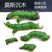 莫斯水草沉木大三角鱼缸草缸装 饰造景绑好莫斯养好