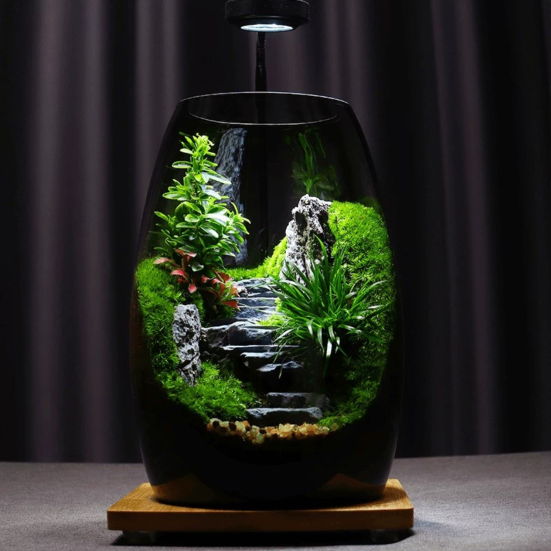 绿森林可养鱼雨林生态鱼虾缸龟缸