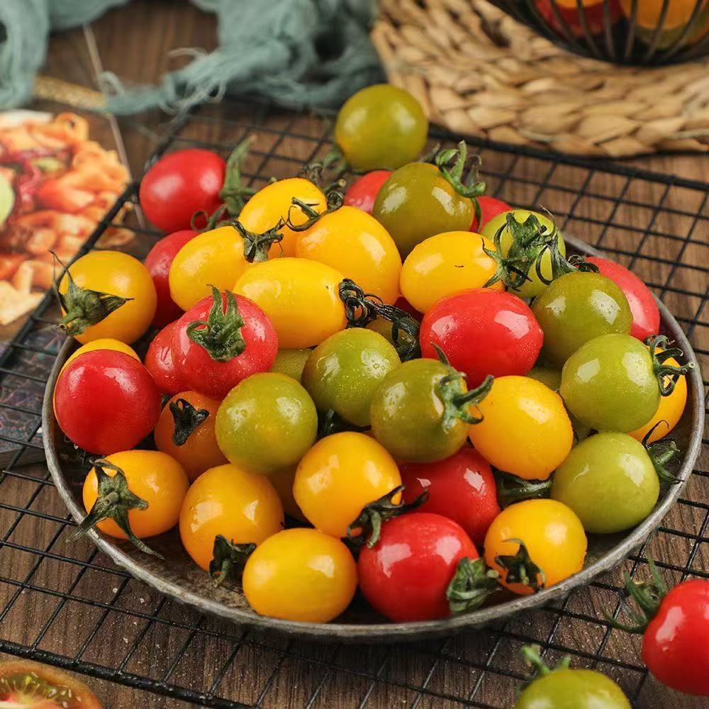 攀枝花露天彩虹小番茄多色混装