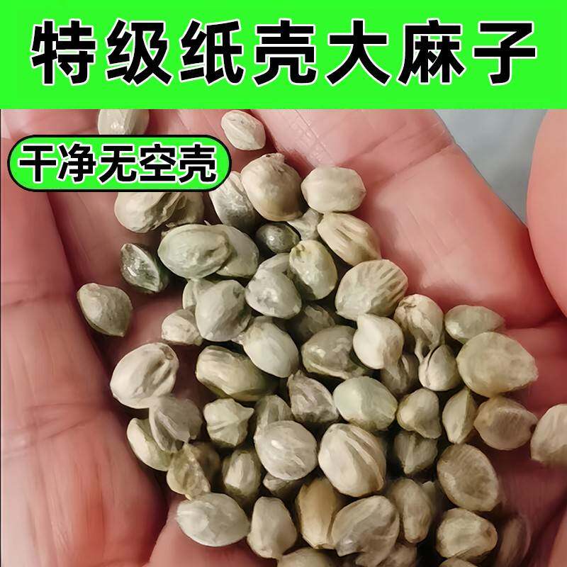 央妈推荐纸壳麻子鹦鹉专用粮大颗粒牡丹玄凤麻籽鸟粮鸟食增肥营养