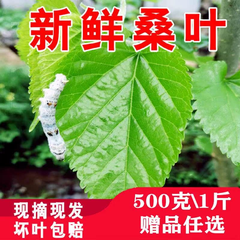 新鲜桑叶喂蚕嫩叶大叶鲜叶蚕宝宝吃的桑叶500g现摘桑树叶饲料速发