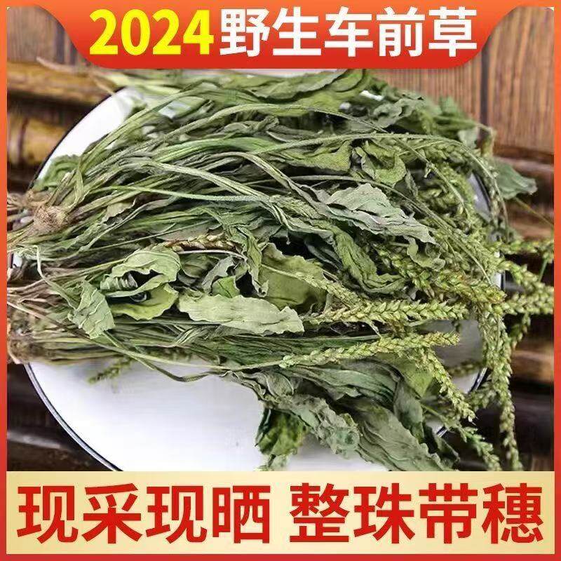 野生车前草中药材正品500g新鲜无硫干货泡水喝的功效与作用夏枯草