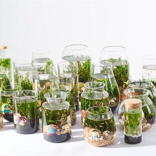 繁殖快的鱼 生态瓶鱼微景观免换水diy办公桌面斗鱼小鱼虾造景鱼缸