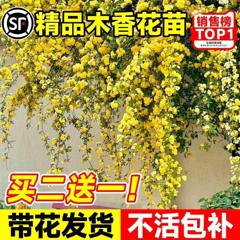 重瓣黄木香爬藤植物红白木香室内外阳台庭院花卉绿植四季开花好养,鲜花速递/花卉仿真/绿植园艺,月季/蔷薇/玫瑰,淘宝优惠券,粉丝福利购,淘宝优惠卷