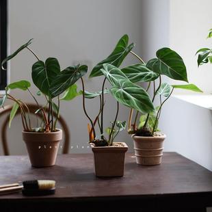 北欧窗台桌面观叶小绿植 明脉蔓绿绒 GIFTS 礼物系列