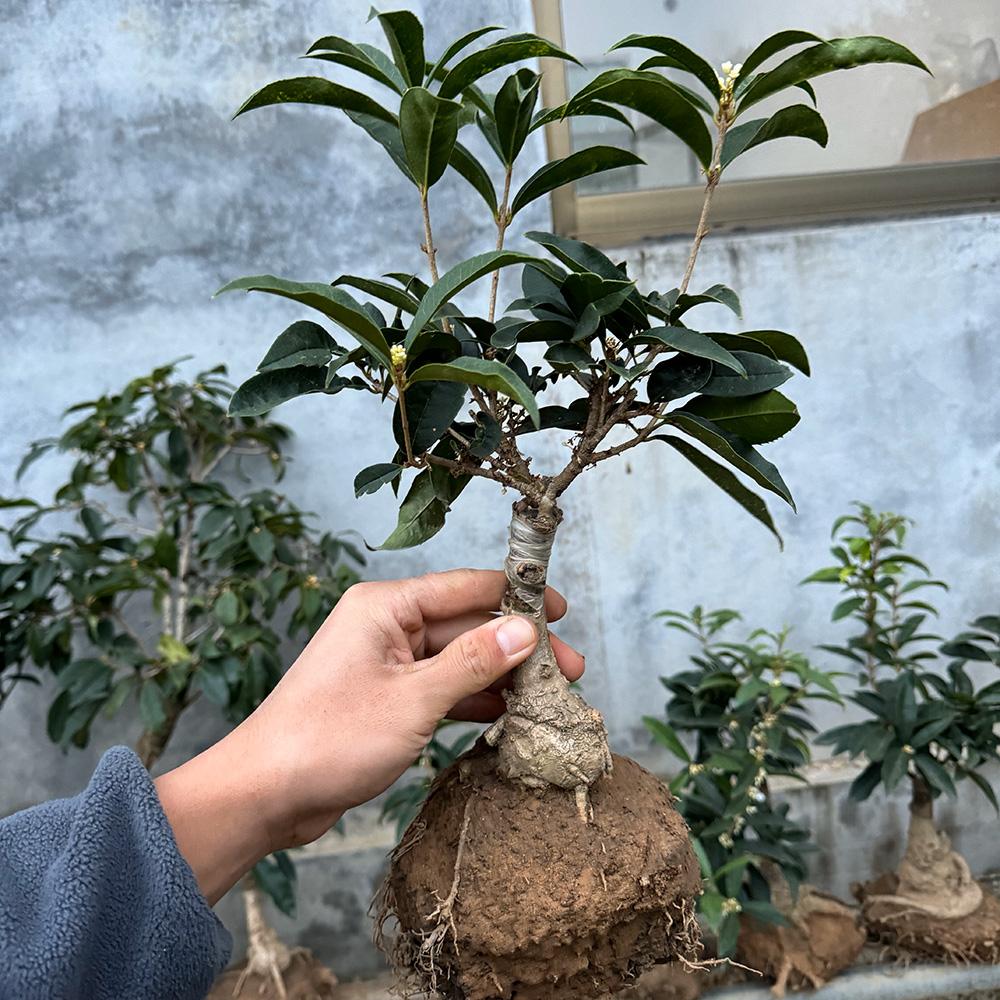 四季开桂花室内绿植花卉食用图片